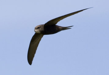 Swift in flight. Picture by James Sellen